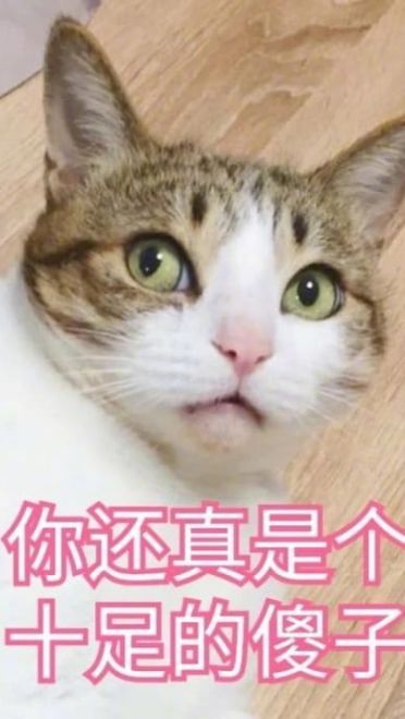 超傲娇猫咪微信聊天表情包