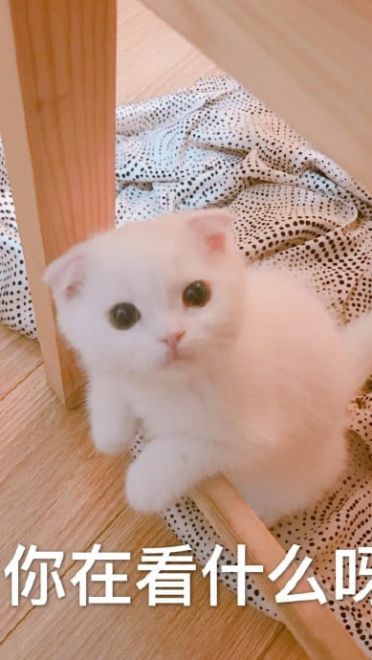 快哄我 超可爱猫咪表情包