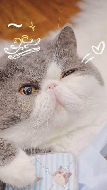 快哄我 超可爱猫咪表情包