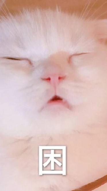 快哄我 超可爱猫咪表情包