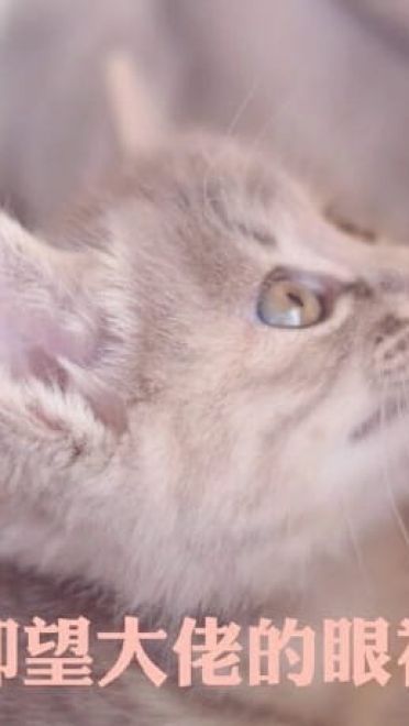 快哄我 超可爱猫咪表情包