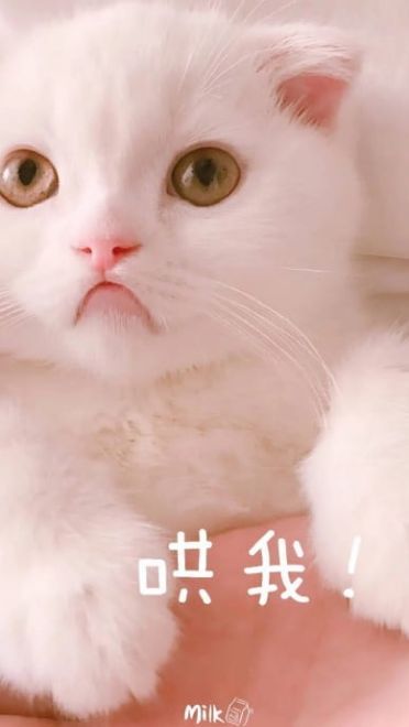 快哄我 超可爱猫咪表情包