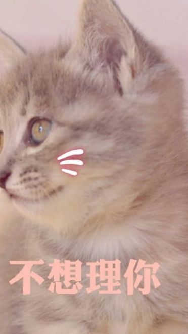 快哄我 超可爱猫咪表情包