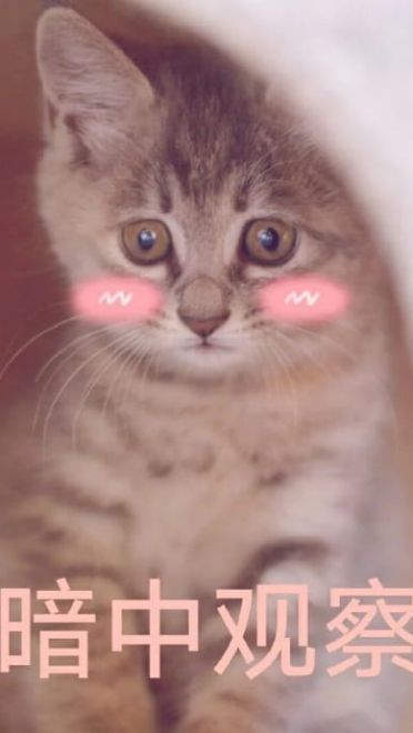快哄我 超可爱猫咪表情包