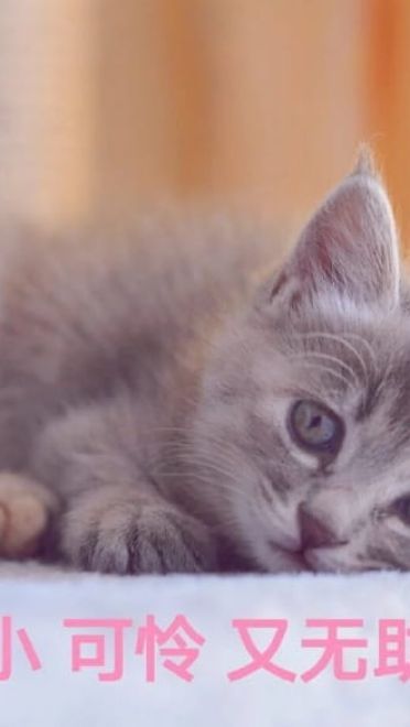 快哄我 超可爱猫咪表情包