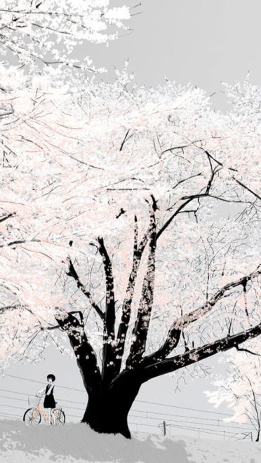 樱花特辑 动漫壁纸20180424期(1)