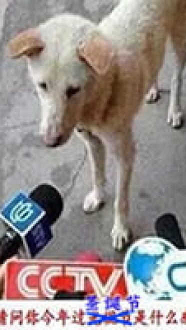 沙雕圣诞表情包 一点也不萌的表情包