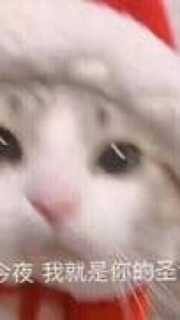 请问您今年圣诞怎么过？ 单身表情包