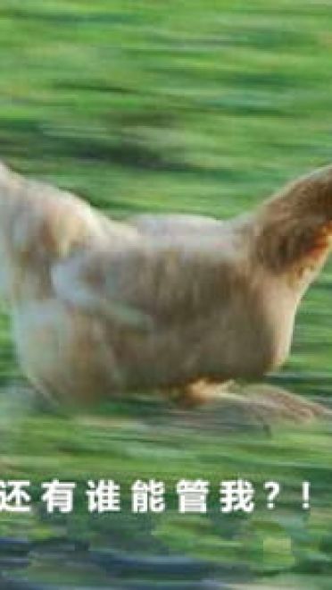 放假啦！！ 放假表情包