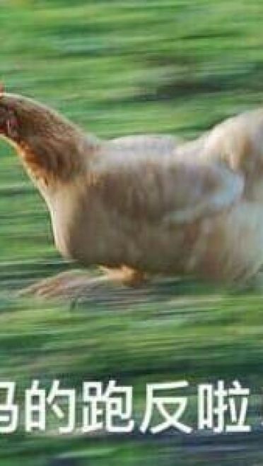 放假啦！！ 放假表情包