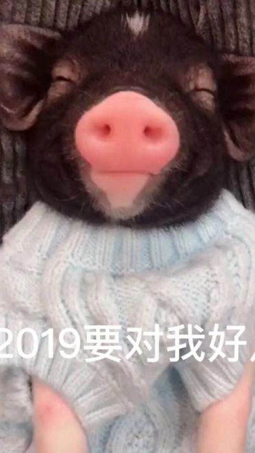 米娜桑 2019 快乐 2019表情包