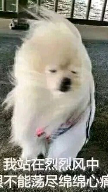 实在是太太太太太冷了 冬天寒冷表情包