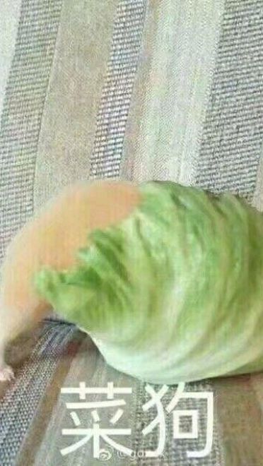 菜狗qq微信表情包