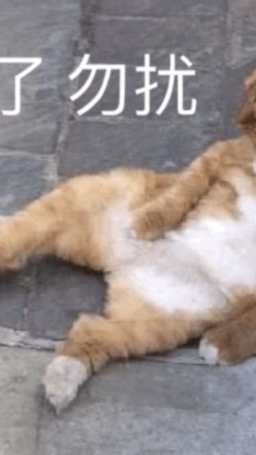 搞笑小猫表情包