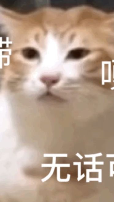 搞笑小猫表情包
