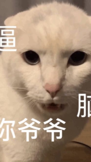 搞笑小猫表情包