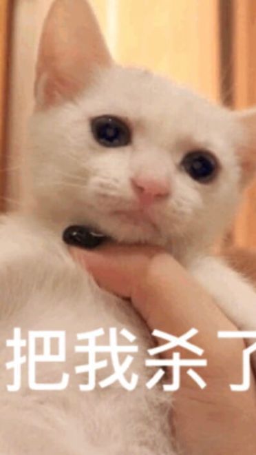 搞笑小猫表情包