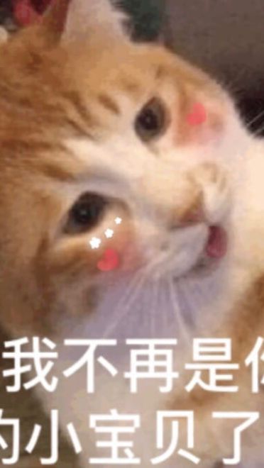 搞笑小猫表情包