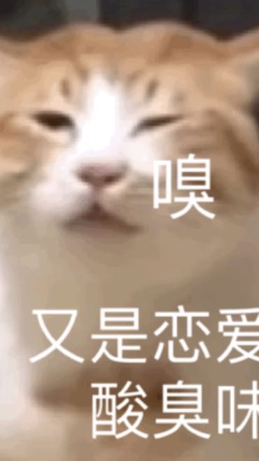搞笑小猫表情包