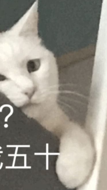 搞笑小猫表情包