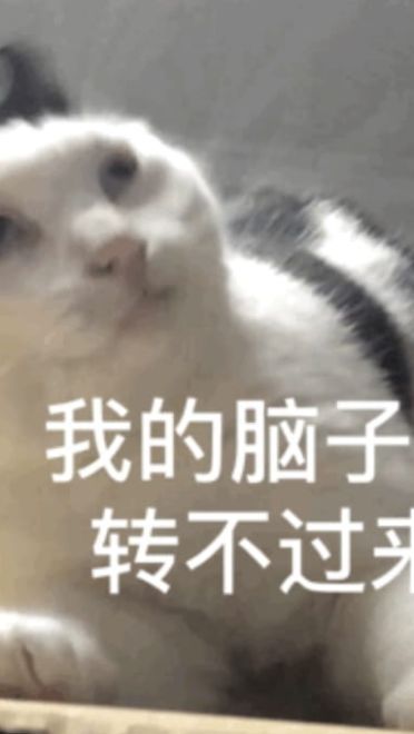 搞笑小猫表情包