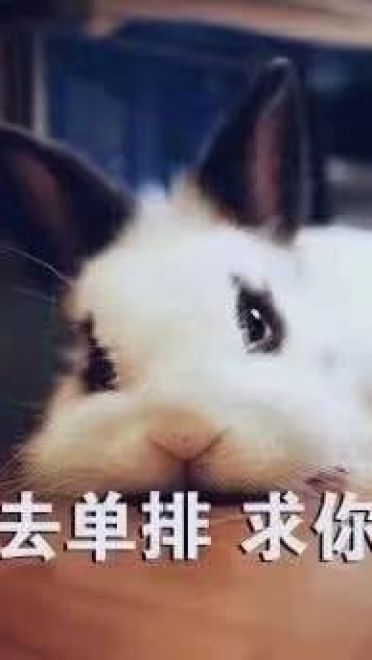 开启死亡带妹模式--沙雕表情系列