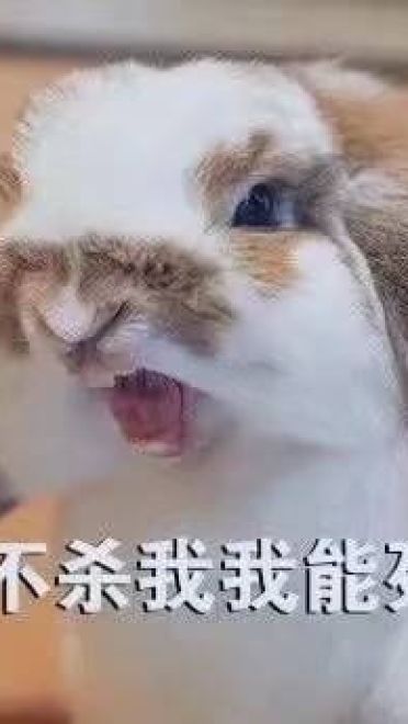 开启死亡带妹模式--沙雕表情系列