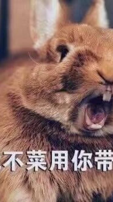 开启死亡带妹模式--沙雕表情系列