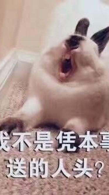 开启死亡带妹模式--沙雕表情系列