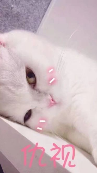 女朋友？有猫就够了--表情(1)