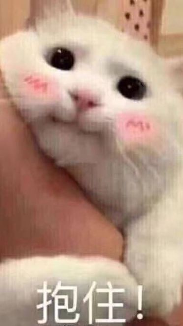 女朋友？有猫就够了--表情(1)