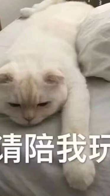 女朋友？有猫就够了--表情(1)