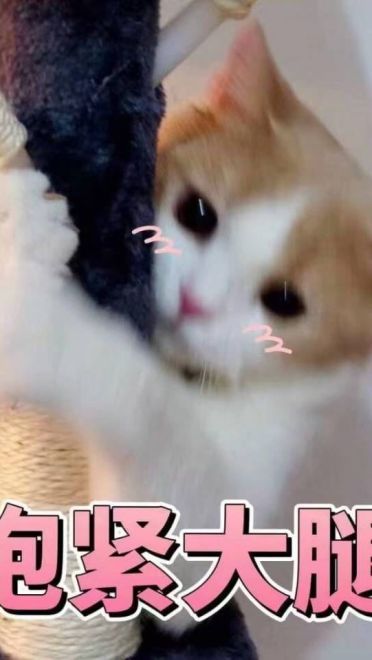 女朋友？有猫就够了--表情(1)