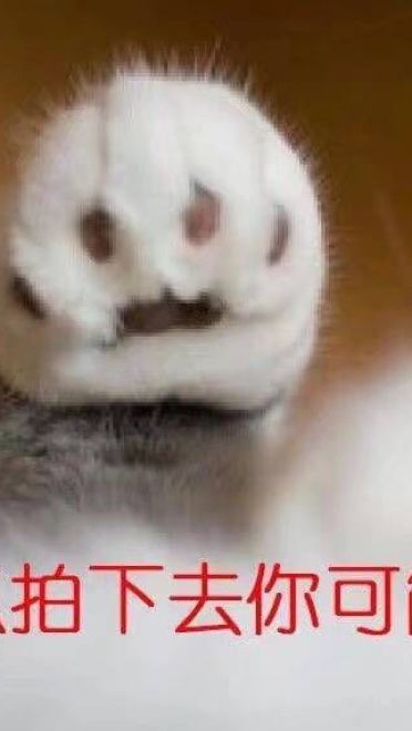 女朋友？有猫就够了--表情(1)