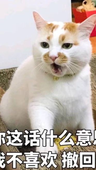 女朋友？有猫就够了--表情(1)