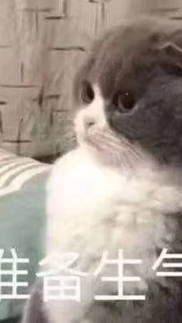 女朋友？有猫就够了--表情(1)