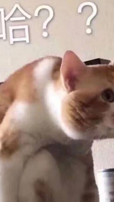 女朋友？有猫就够了--表情(1)