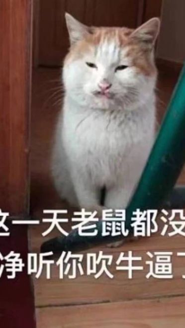 女朋友？有猫就够了--表情(1)