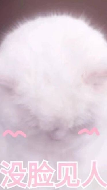 女朋友？有猫就够了--表情(1)