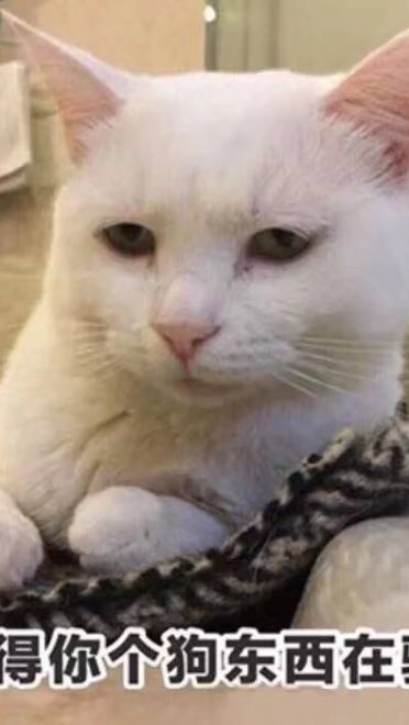 女朋友？有猫就够了--表情(1)