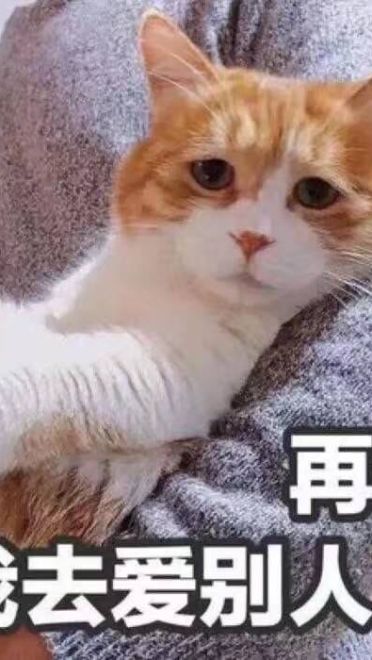 女朋友？有猫就够了--表情(1)