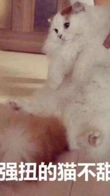 女朋友？有猫就够了--表情(1)