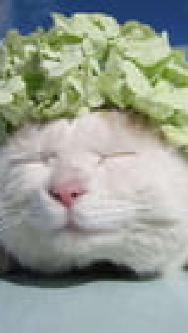 老子真可爱--可爱动漫斗图表情校园第5弹