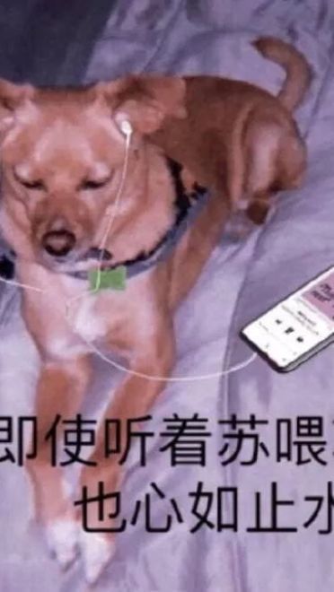 好好鬼混不谈恋爱——沙雕斗图表情