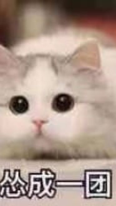 撩妹可爱呆萌猫斗图沙雕表情包