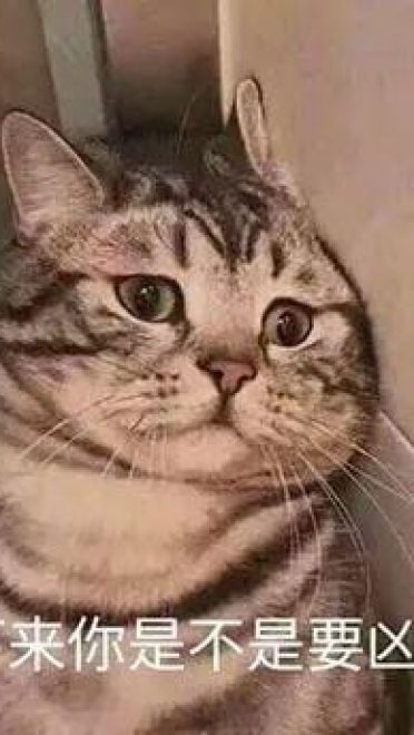 撩妹可爱呆萌猫斗图沙雕表情包第二弹