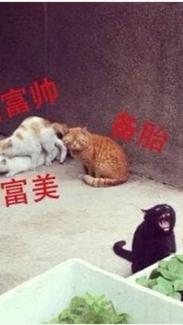 网恋么你可能是那个备胎哟