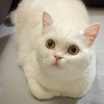 摸一下一只小鱼干 超萌喵星人头像