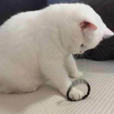 摸一下一只小鱼干 超萌喵星人头像