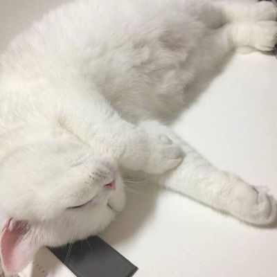 摸一下一只小鱼干 超萌喵星人头像